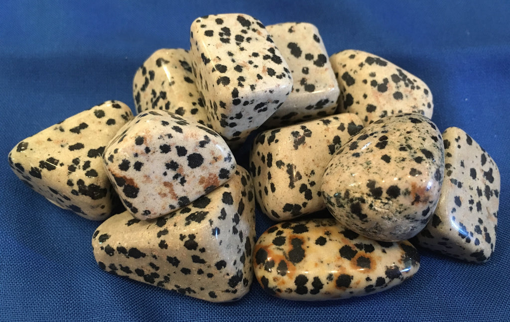 Agate__Dalmation_4e247834101cf.jpg