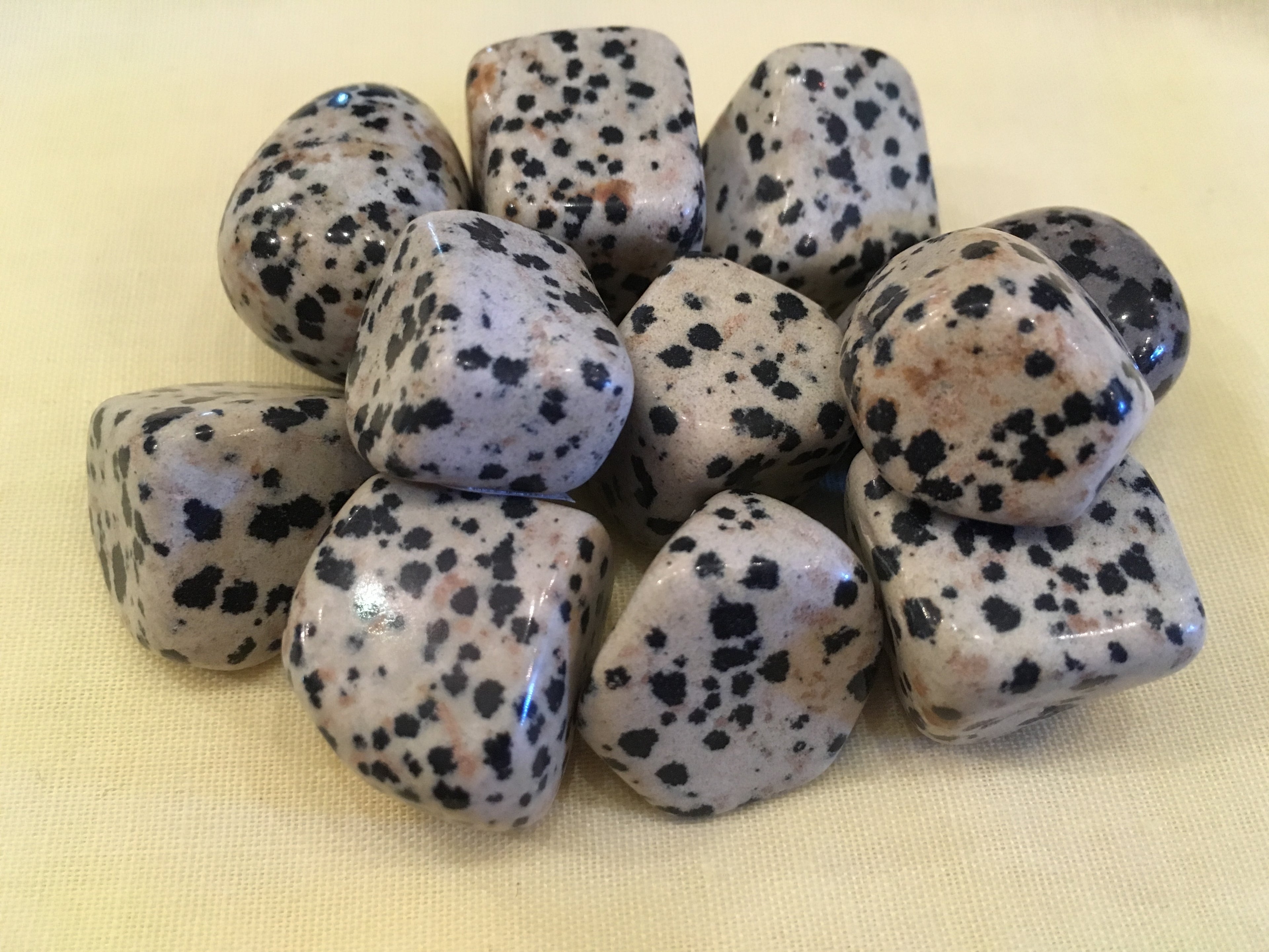 Agate__Dalmation_4e247834101cf.jpg