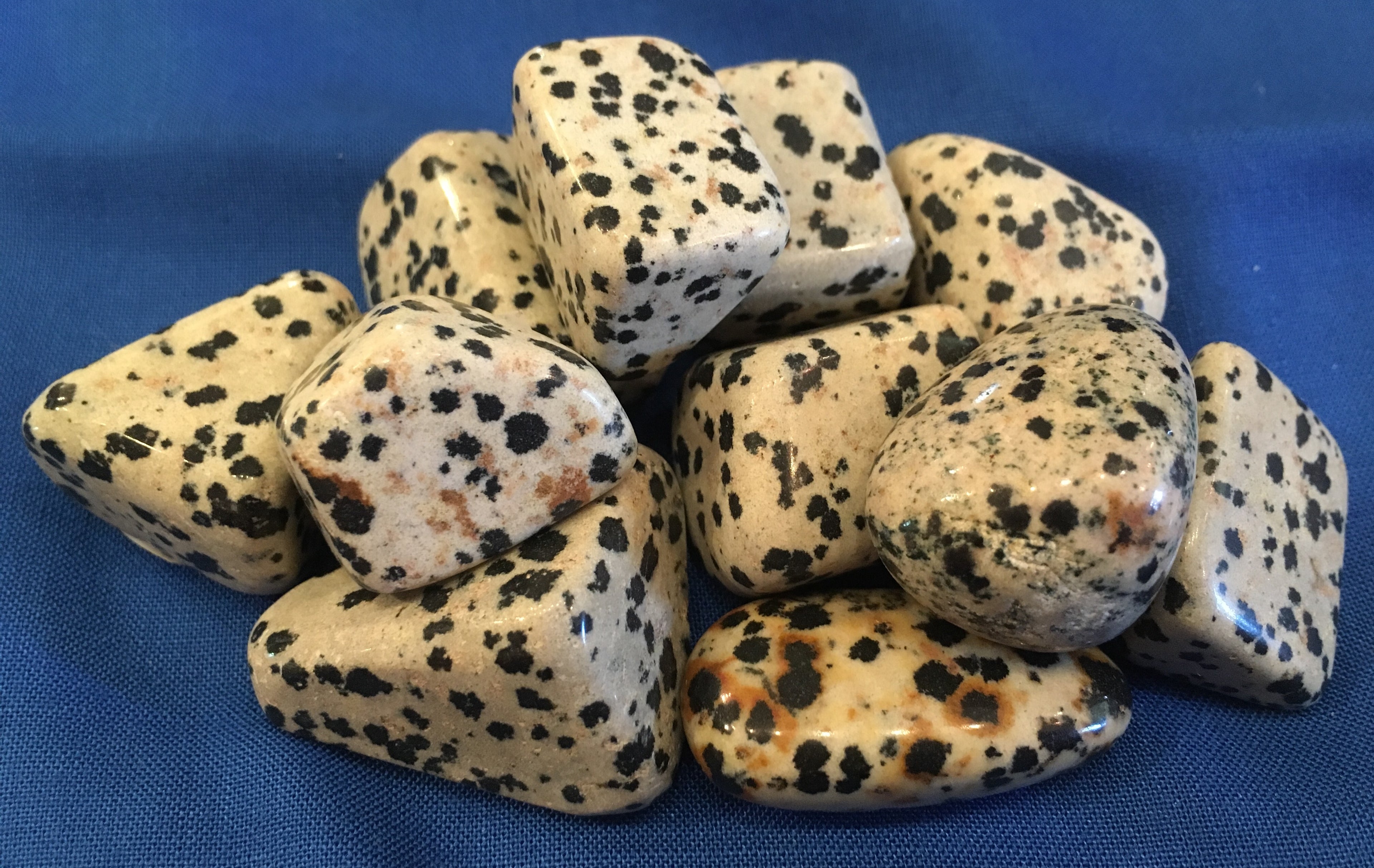 Agate__Dalmation_4e247834101cf.jpg