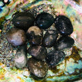 MossAgate1.jpg