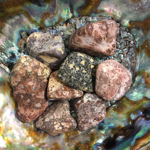 Agate__Leopard_S_4e249b4e85805.jpg