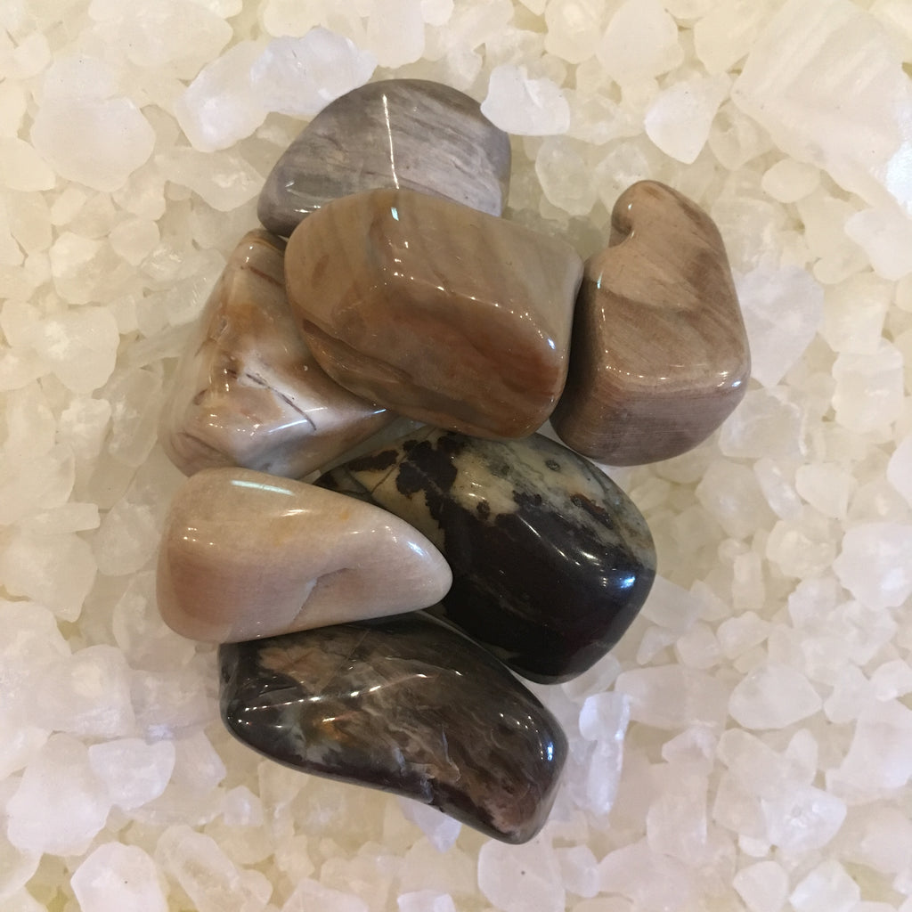 Petrified Wood.jpg