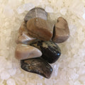 Petrified Wood.jpg