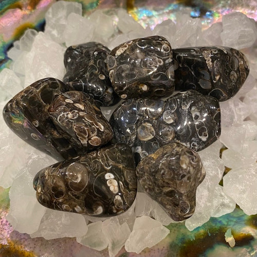 Agate__Turitella_4e24a565c8f63.jpg