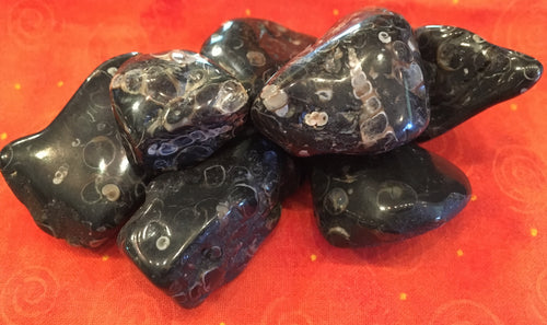 Agate__Turitella_4e24a565c8f63.jpg