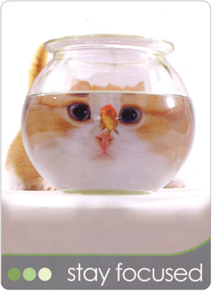 cat_wisdom_cards.jpg_product