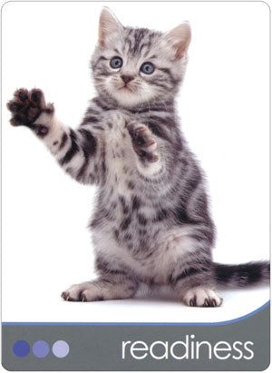 cat_wisdom_cards.jpg_product