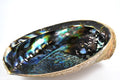 Abalone_Smudge_S_4f4e7dff13a73.jpg
