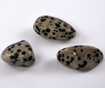 Agate__Dalmation_4e247834101cf.jpg