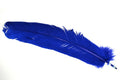 Blue_Feather_Qui_4e517b416b337.jpg