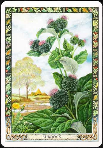 TheDruidPlantOracle.jpg_product
