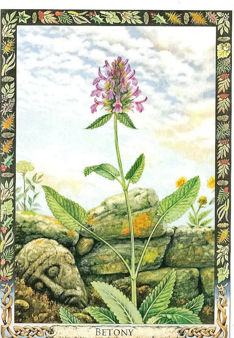 TheDruidPlantOracle.jpg_product