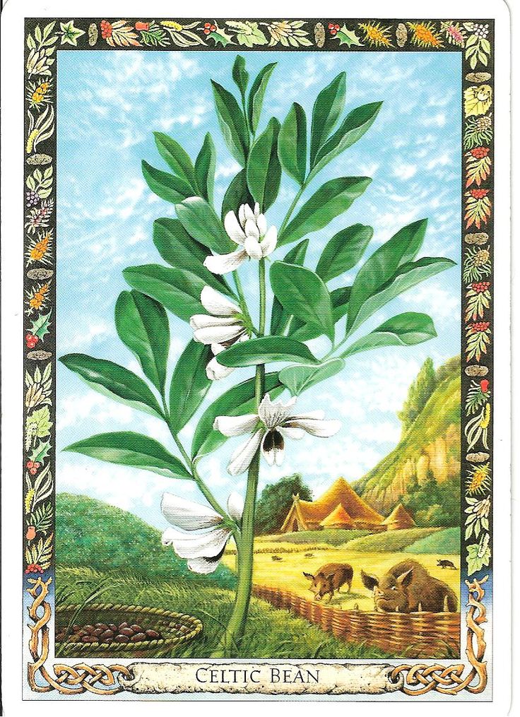 TheDruidPlantOracle.jpg_product