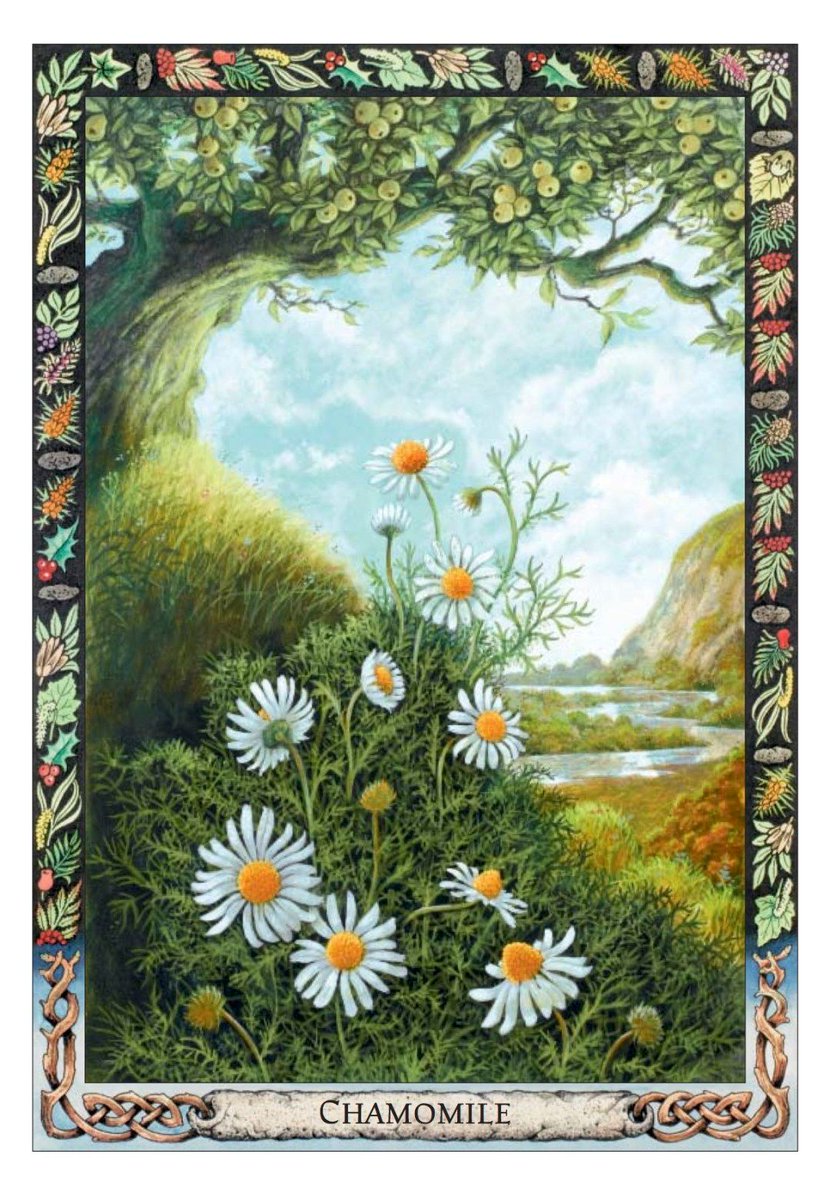 TheDruidPlantOracle.jpg_product