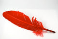 Feather_Quill____4e517b71a1334.jpg