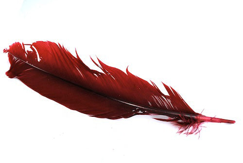 Feather_Quill____4e517b930633c.jpg