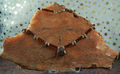 Goddess_Necklace_4e56c14aa5a14.png