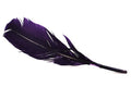 Purple_Feather_Q_4e517b1926f0e.jpg